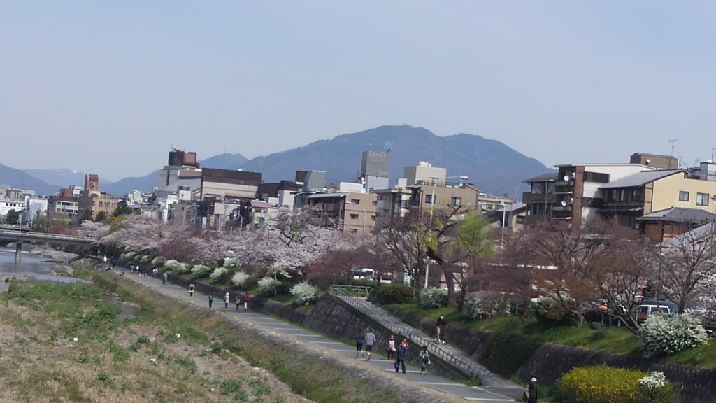 京都　桜