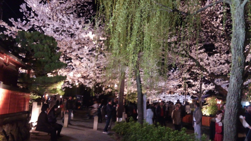 祇園白川の桜