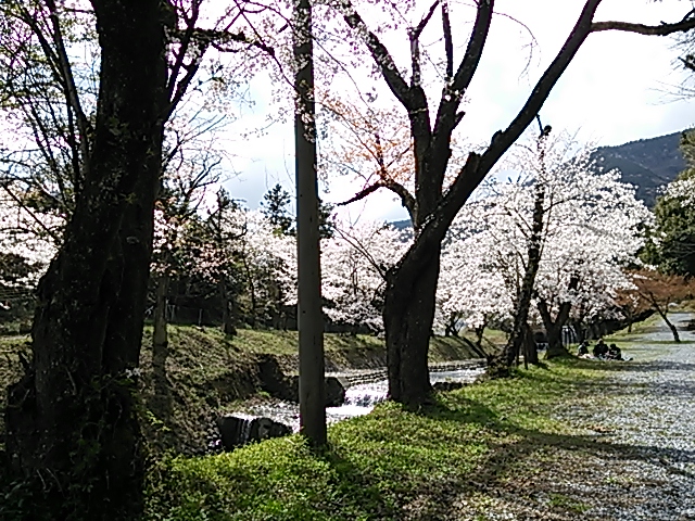揖斐 朝鳥公園 桜