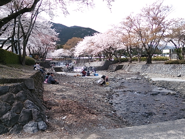 池田町大津谷公園 桜