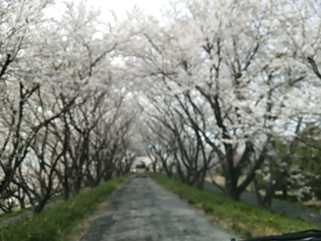 大垣 曽根城公園さくらのトンネル